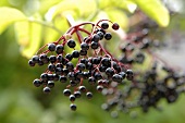 Elderberries on the bush