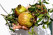 Hand holding two pomegranates