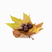 Chestnuts on maple leaves