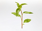 Vietnamese coriander (Polygonum odoratum or Persicaria odoratum)