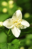 A jasmine flower