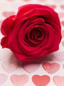 Rote Rose zum Valentinstag