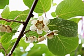 Kiwi fruit blossom