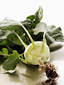 A kohlrabi with leaves and roots