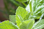 Fresh mint (close-up)