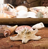 Maritime decoration (starfish and seashells)