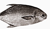 Pompano (Jack fish)