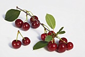 Sour cherries with twigs and leaves