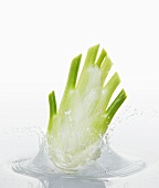 A bulb of fennel falling into water