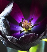 Queen of Night tulip with dewdrops (close-up)