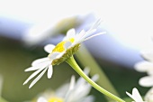 Camomile flowers (close-up)