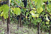 Pinot noir grapes on the vine