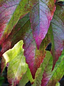 Vine leaves in their autumn colours (close-up)