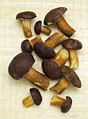 Bay bolete mushrooms