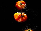 Tomatoes in hot oil