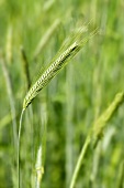 Ears of rye in the field