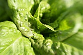 Close-up of a lettuce