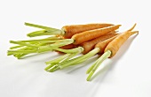 Baby carrots with stalks