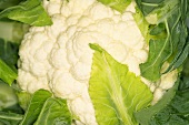 Close-up of a cauliflower