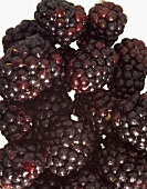 Blackberries, filling the picture