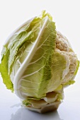 A Head of Cauliflower