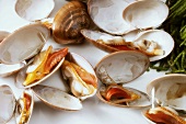 Opened clams