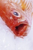 Alfonsino with open mouth, close-up