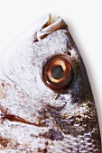 Marbled rockcod, close-up of head