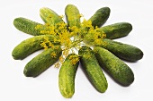 Several gherkins and a dill flower