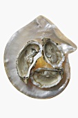 Three oysters on mother-of-pearl background