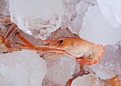 Shrimp lying among ice cubes