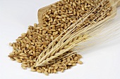 Malting barley