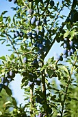 Plums on the Tree