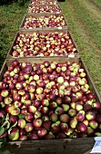 Steigen mit vielen Äpfeln im Obstgarten