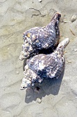 Zwei Meereschnecken am Strand