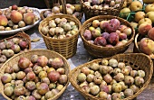 Many Baskets of Organic Plums