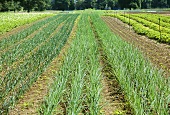 Onion Rows Growing on a Farm