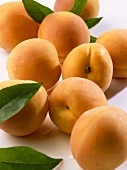Several apricots with white background
