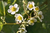 Strawberry flowers on the plant