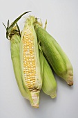 Four corn cobs with husks