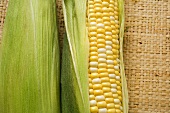 Two corn cobs with husks