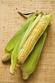 Three corn cobs with husks