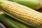 Corn cobs with husks