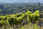 Vines in Provence