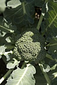 A head of broccoli in the field