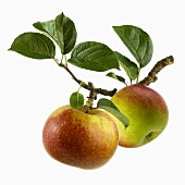 Zwei Äpfel am Zweig
