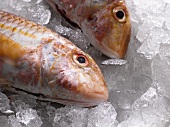 Two red mullet on ice