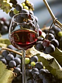 A glass of red wine with grapes in the background