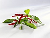 Green and red chillies with stalks and leaves