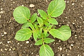 Potato plant in the field
